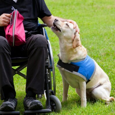 Seite Hundetraining Assistenzhund Lernpfote e. V. Seite Hundetraining Assistenzhund