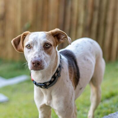 Seite Hundetraining Auslandshunde Lernpfote e. V. Seite Hundetraining Auslandshunde
