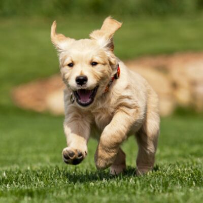 Seite Hundetraining Welpentraining Lernpfote e. V. Seite Hundetraining Welpentraining