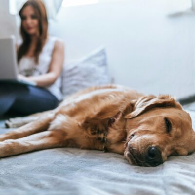 Seite Online Coaching Hundetraining online Foto von BRUNO CERVERA auf Unsplash Lernpfote e. V. Seite Online Coaching Hundetraining online Foto von BRUNO CERVERA auf Unsplash