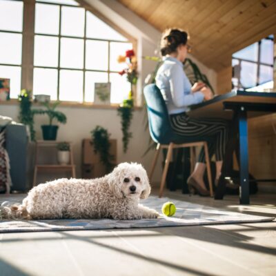 Seite Online Coaching Hundetraining online Lernpfote e. V. Seite Online Coaching Hundetraining online