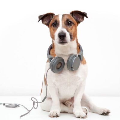 Seite Podcast besonders beliebte Folgen Lernpfote e. V. Seite Podcast besonders beliebte Folgen