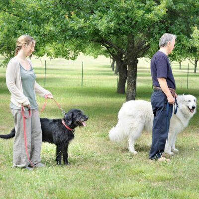Seite Preise Hundetraining individuell und alltagstauchlich Lernpfote e. V. Seite Preise Hundetraining individuell und alltagstauchlich