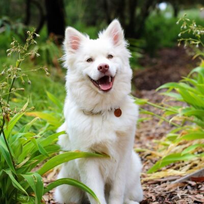Seite Preise Hundetraining spezielle Trainingsangebote Lernpfote e.V. Seite Preise Hundetraining spezielle Trainingsangebote