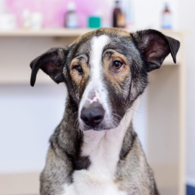 Seite Tierheilpraxis Anamnese beim Hund Lernpfote e. V. Seite Tierheilpraxis Anamnese beim Hund