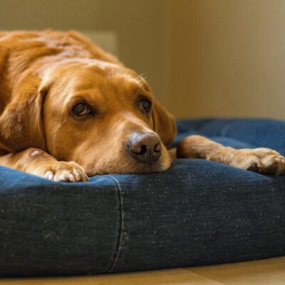 Seite Tierheilpraxis Darmgesundheit beim Hund mehr Lebensqualität Lernpfote e. V. Seite Tierheilpraxis Darmgesundheit beim Hund mehr Lebensqualität