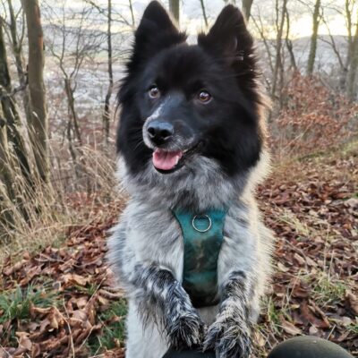 Seite Tierheilpraxis Epigenetik in der Tierheilpraxis Fallbeispiel Hund Tom Lernpfote e. V. Seite Tierheilpraxis Epigenetik in der Tierheilpraxis Fallbeispiel Hund Tom