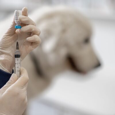 Seite Tierheilpraxis Impftiterbestimmung beim Hund statt impfen Lernpfote e. V. Seite Tierheilpraxis Impftiterbestimmung beim Hund statt impfen