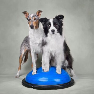 Seite Tierheilpraxis PhysioDog Lernpfote e. V. Seite Tierheilpraxis PhysioDog