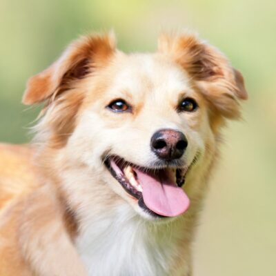Seite Tierheilpraxis gesunder Darm beim Hund Lernpfote e. V. Seite Tierheilpraxis gesunder Darm beim Hund