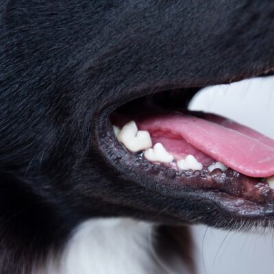 Tierheilpraxis Zahngesundheit-2 Lernpfote e. V. Tierheilpraxis Zahngesundheit beim Hund