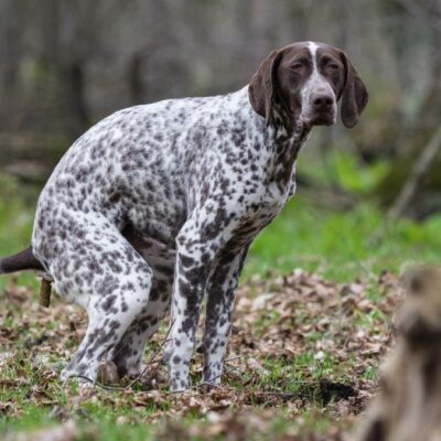 Lernpfote e. V. Tierheilpraxis häufige Beschwerden Leaky Gut und IBD beim Hund Lernpfote e. V. Tierheilpraxis häufige Beschwerden Leaky Gut und IBD beim Hund
