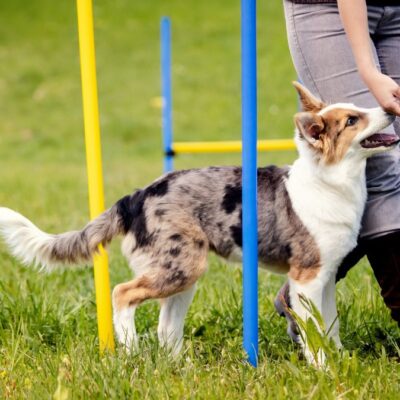 WebSeite Tierheilpraxis PhysioDog Bewegungstraining Lernpfote e. V. WebSeite Tierheilpraxis PhysioDog Bewegungstraining