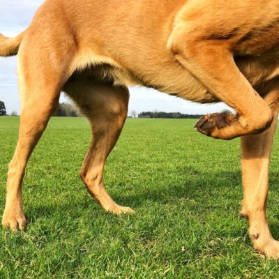 WebSeite Tierheilpraxis PhysioDog Hund humpelt Lernpfote e. V. WebSeite Tierheilpraxis PhysioDog Hund humpelt