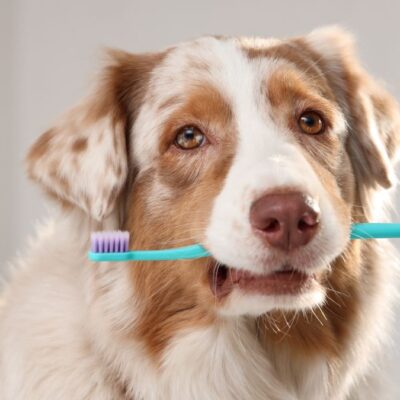 WebSeite Tierheilpraxis Zahngesundheit Lernpfote e. V. WebSeite Tierheilpraxis Zahngesundheit