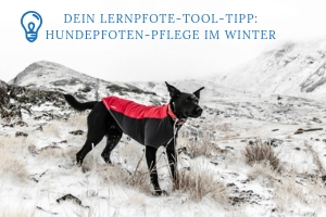 Hundepfoten-Pflege im Winter 