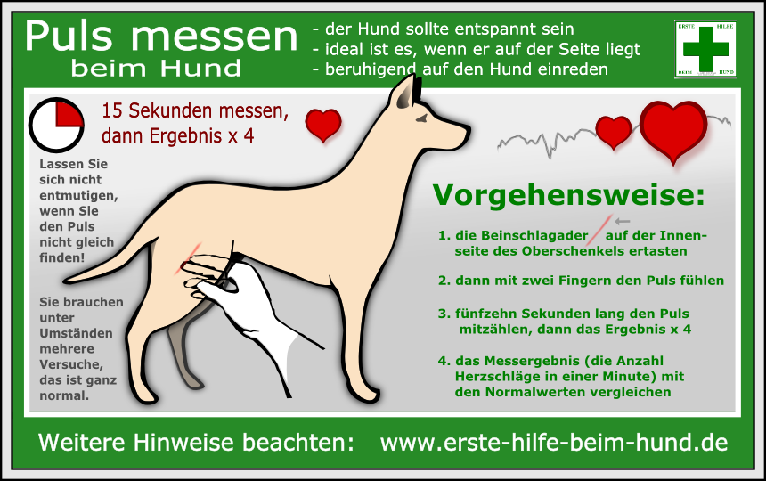 Lernpfote e.V., Erste-Hilfe-am-Hund-Grundlagen