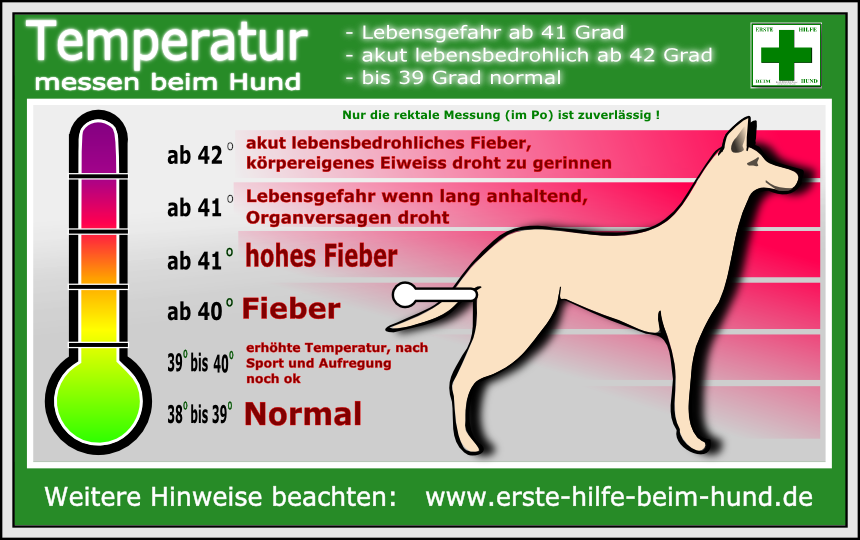 Lernpfote e.V., Erste-Hilfe-am-Hund-Grundlagen