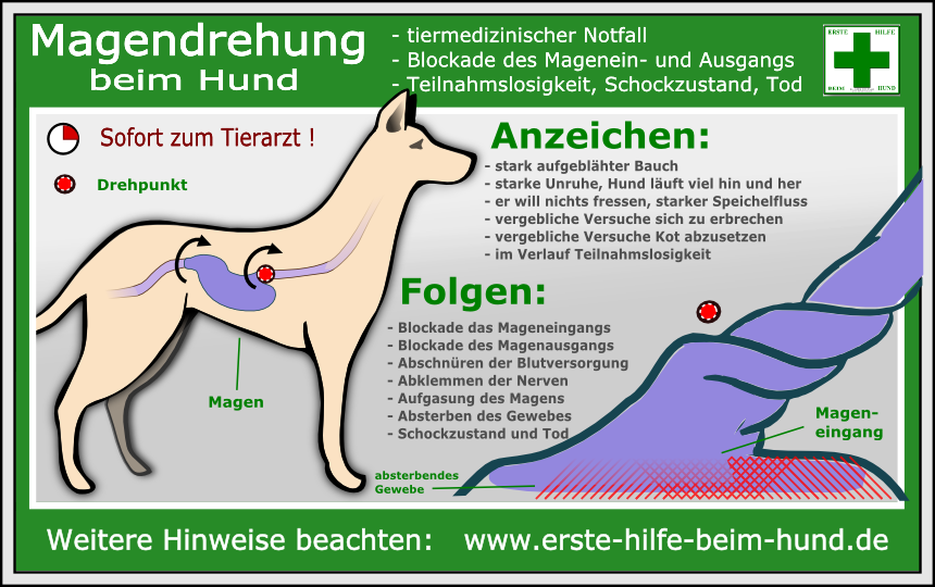 Lernpfote e.V., Erste-Hilfe-am-Hund-Sofortmaßnahmen