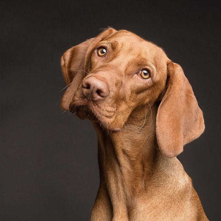 Ist mein Hund wirklich gesund?
