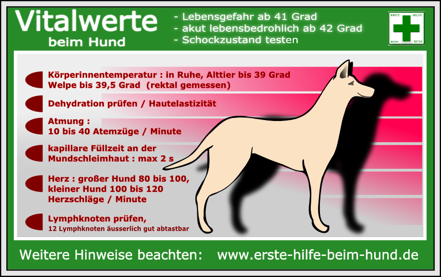 Lernpfote e. V. , Erste-Hilfe am Hund - Grundlagen